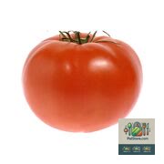 Tomate rouge de serre