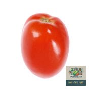 Tomate italienne